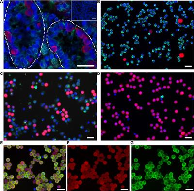 Targeted Gene Editing in Porcine Spermatogonia